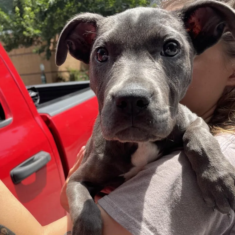 A baby small-sized female Gray / Blue / Silver Mixed Breed dog named StrayUkraineDrive for adoption in Columbus, GA