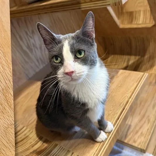 An adult medium-sized female White Domestic Short Hair cat named Queen for adoption in Bentonville, AR