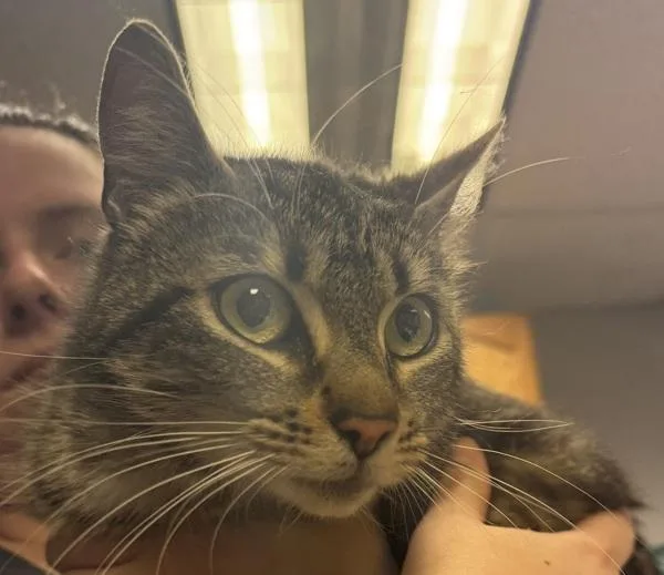 An adult small-sized female Domestic Short Hair cat named Jindi for adoption in Salisbury, MD