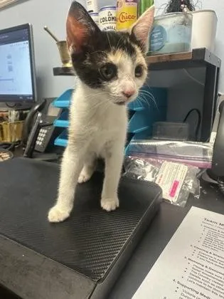 A baby small-sized female Domestic Short Hair cat named Darya for adoption in Chamblee, GA