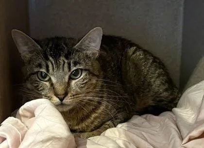 An adult large-sized female Domestic Short Hair cat named Coraline  Blue Collar for adoption in Washington, DC