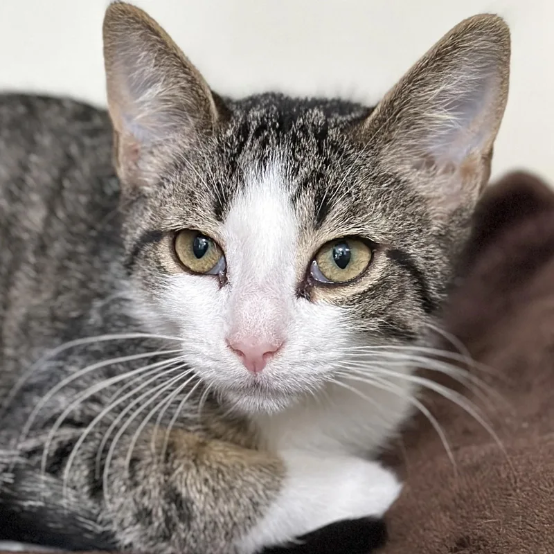 A baby medium-sized female Tabby (Brown / Chocolate) Domestic Short Hair cat named Amelia for adoption in Victor, NY