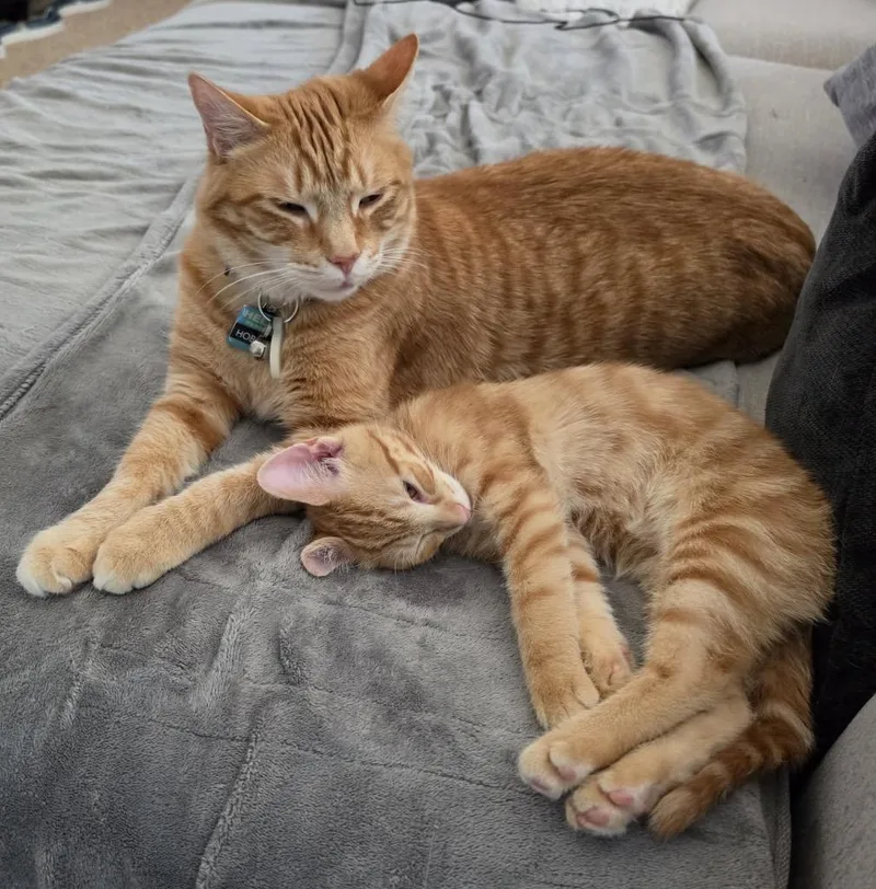 A baby small-sized male Tabby (Orange / Red) Domestic Short Hair cat named Cable for adoption in Maineville, OH