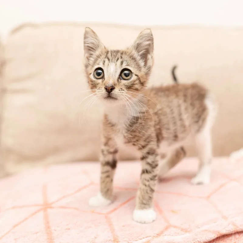 A young small-sized male Domestic Short Hair cat named Everett for adoption in Los Angeles, CA