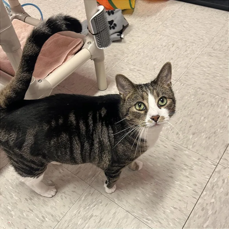 A senior large-sized male Domestic Short Hair cat named Ulyssess for adoption in Binghamton, NY