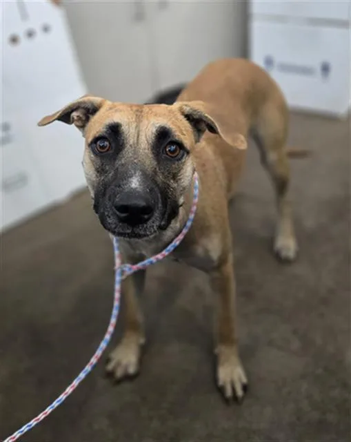 An adult large-sized female Mixed Breed dog named Veri for adoption in Dallas, TX
