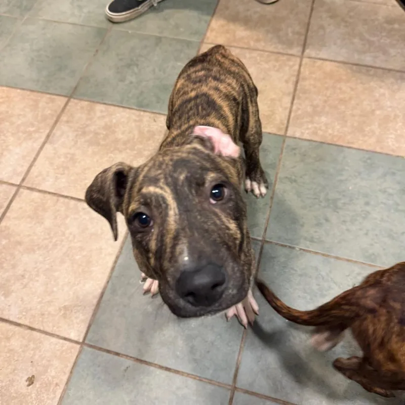 A baby medium-sized male Brindle Mixed Breed dog named Koda for adoption in Chattanooga, TN
