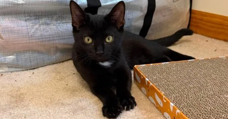 A baby small-sized female Black Domestic Short Hair cat named Cleo for adoption in Milton, DE