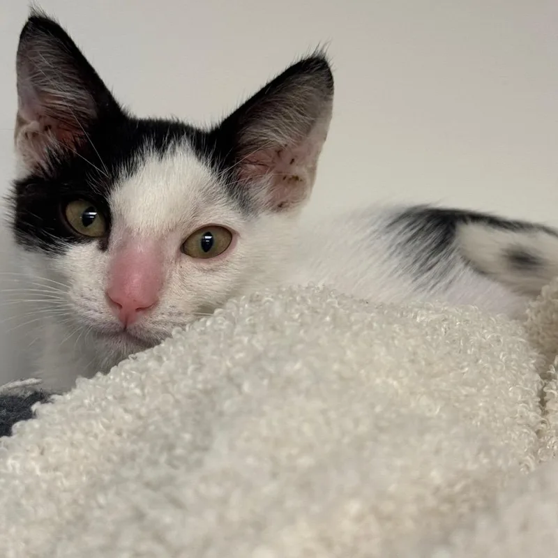 A baby small-sized male White Domestic Short Hair cat named Rider for adoption in West Palm Beach, FL