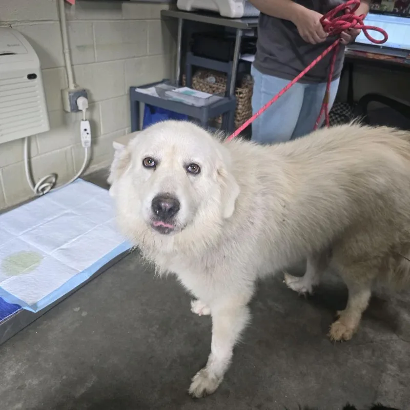 An adult large-sized female Great Pyrenees dog named Yang for adoption in Columbus, NC