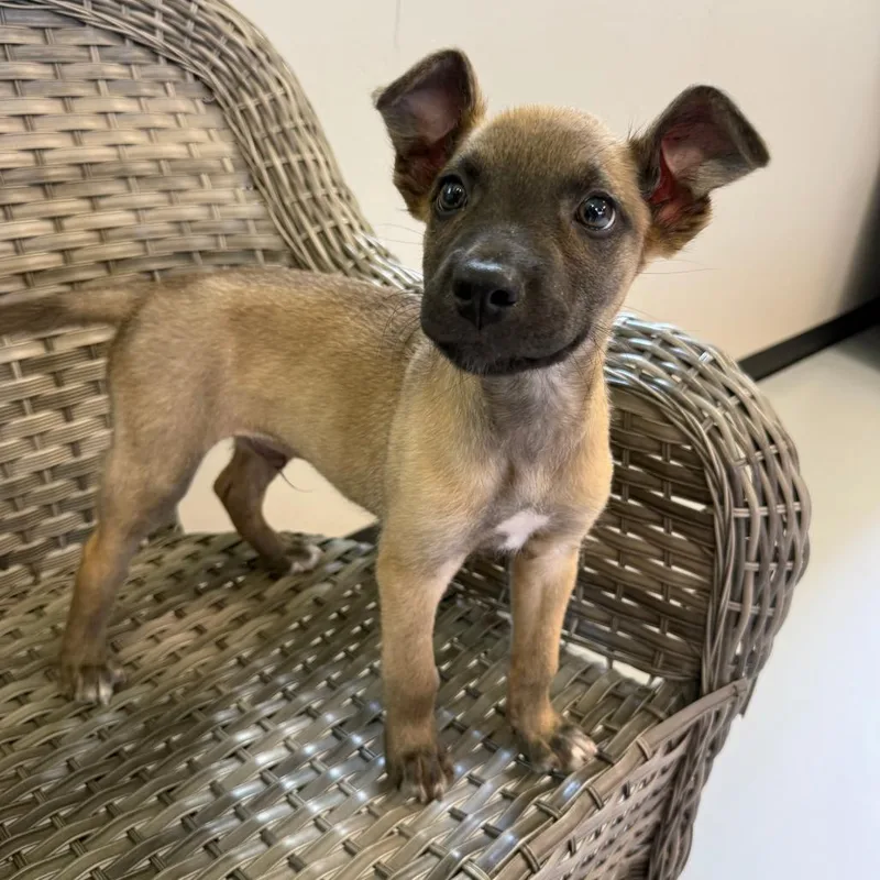 A baby medium-sized male Brindle Mixed Breed dog named Greg for adoption in Ponca City, OK