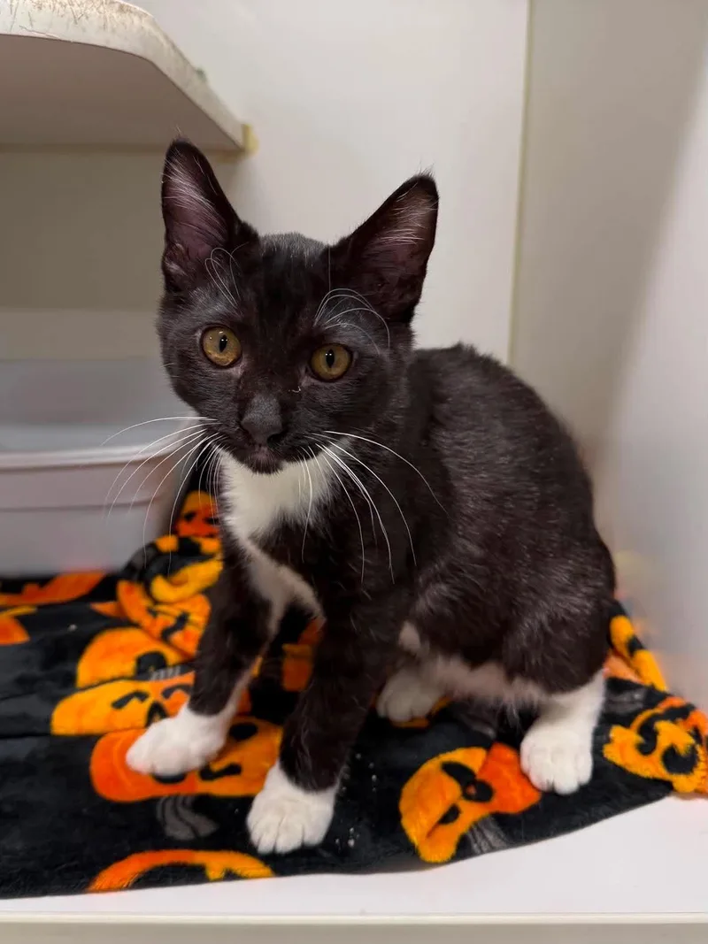 A baby medium-sized male Black & White / Tuxedo Domestic Short Hair cat named Enzo for adoption in Leitchfield, KY