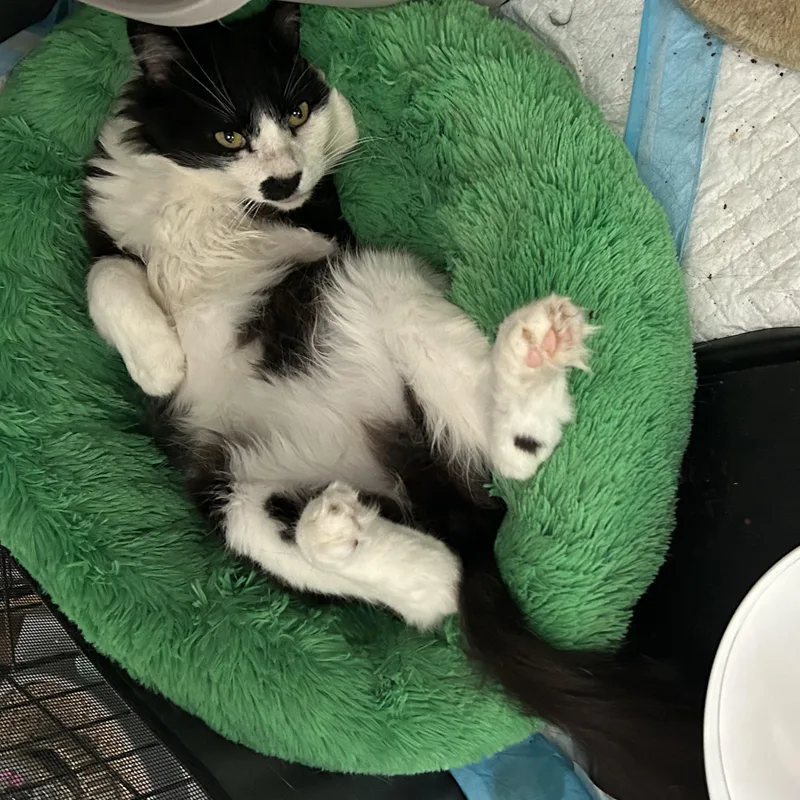 Mister Mustache thumbnail 2