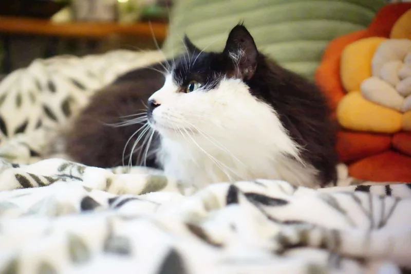 Mister Mustache thumbnail 3