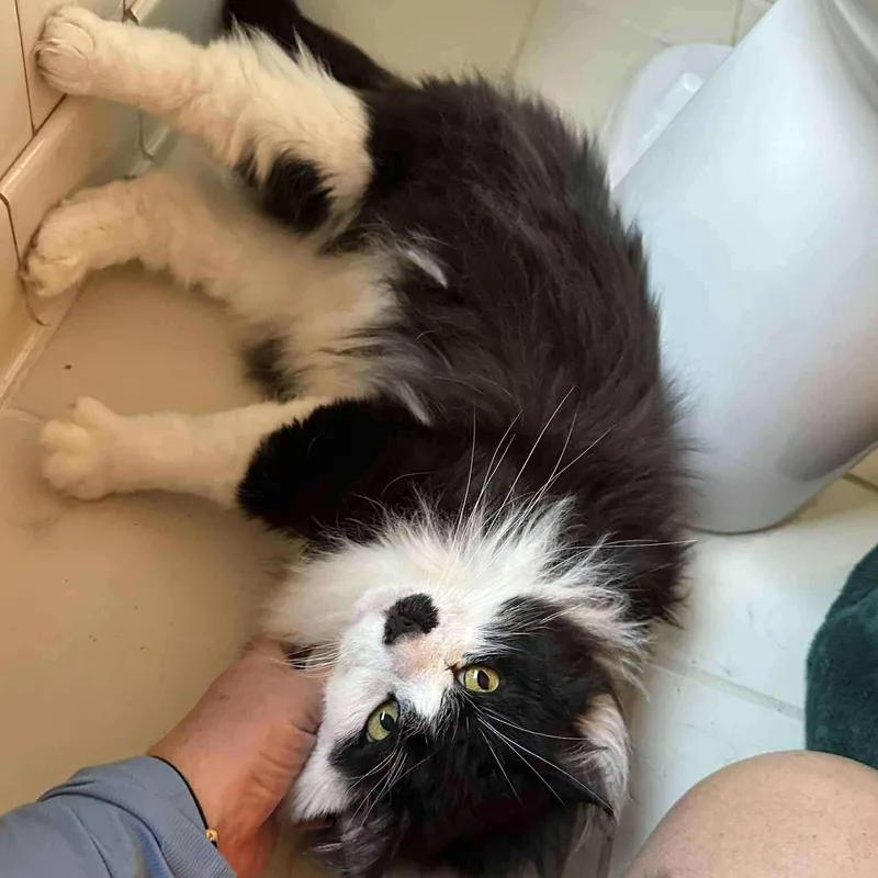 Mister Mustache thumbnail 4