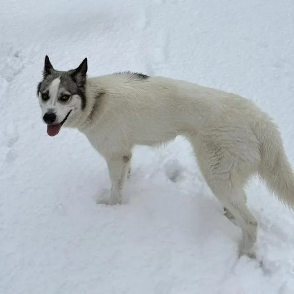 An adult medium-sized female White / Cream Siberian Husky dog named Jackie for adoption in Long Island City, NY