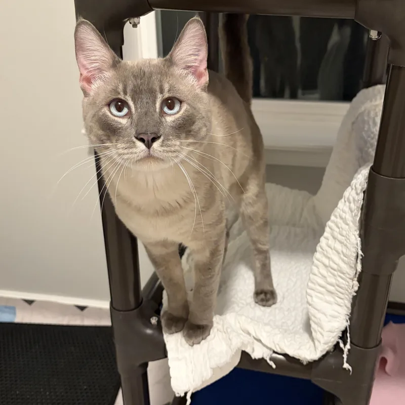 An adult large-sized male Siamese cat named Zeus for adoption in Lancaster, PA