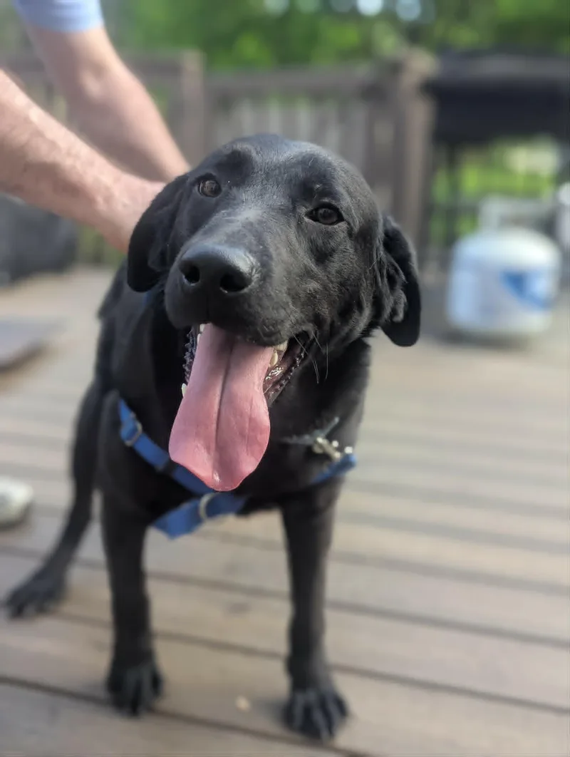 A young medium-sized male Labrador Retriever dog named Guiness for adoption in Havertown, PA