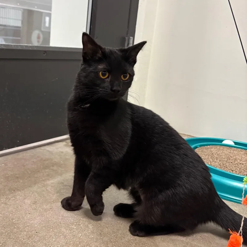 A young medium-sized female Black Domestic Short Hair cat named Robin for adoption in York, PA