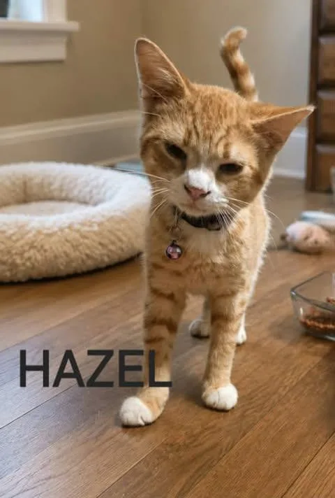 A baby small-sized female Domestic Short Hair cat named Hazel for adoption in Clymer, PA