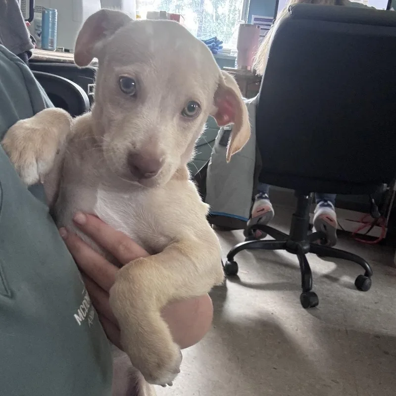 A baby medium-sized male Yellow / Tan / Blond / Fawn Mixed Breed dog named Olaf for adoption in Marion, NC