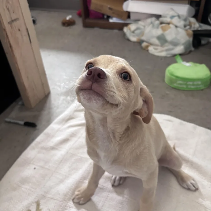 Olaf thumbnail 3