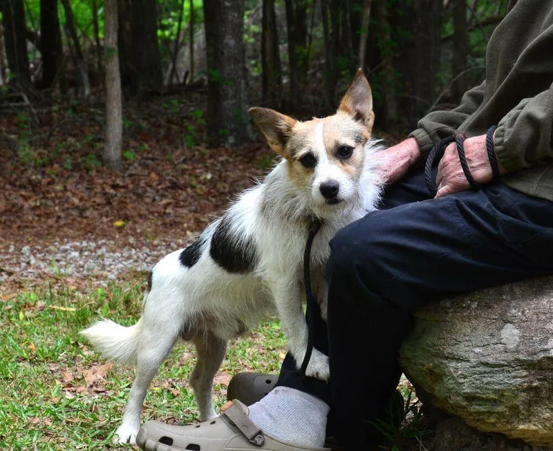An adult small-sized male Terrier dog named Chubbs for adoption in Willingboro, NJ