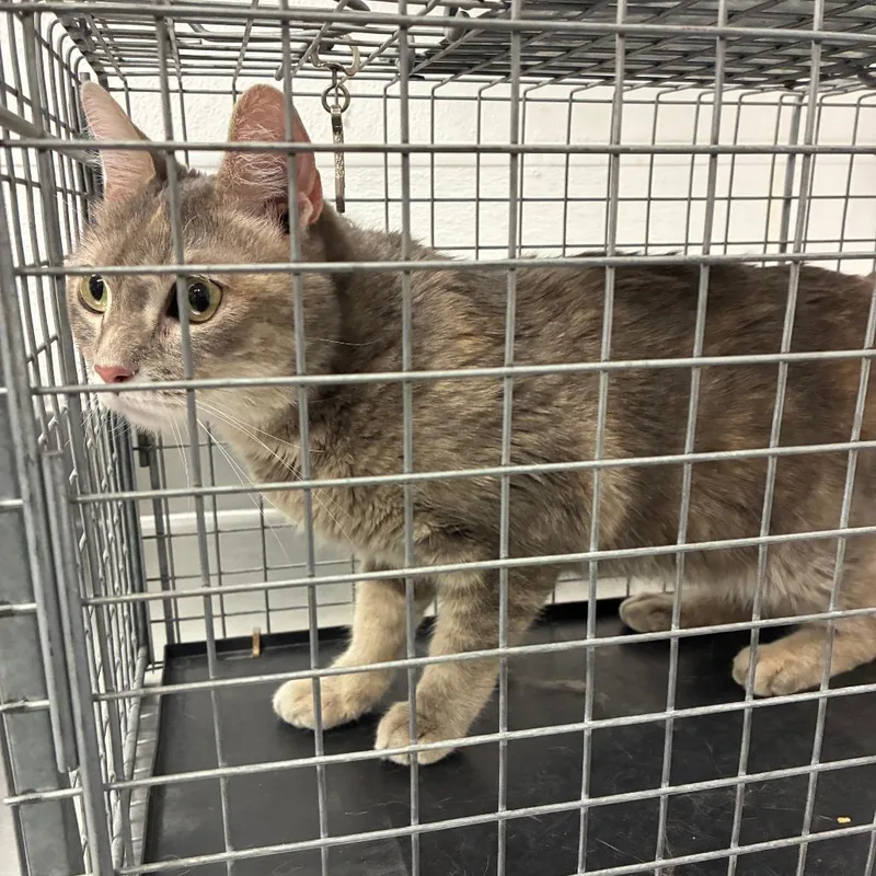 An adult small-sized female Gray / Blue / Silver Domestic Short Hair cat named Scarlett for adoption in Henderson, NV