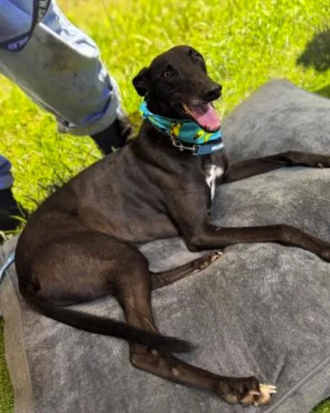 An adult large-sized male Greyhound dog named Clippity Clop for adoption in Tarpon Springs, FL
