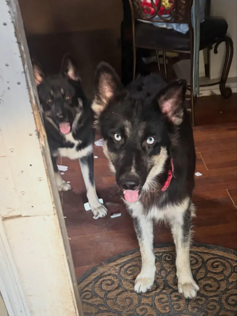 A young medium-sized female Black German Shepherd Dog dog named Jewel for adoption in Encino, CA