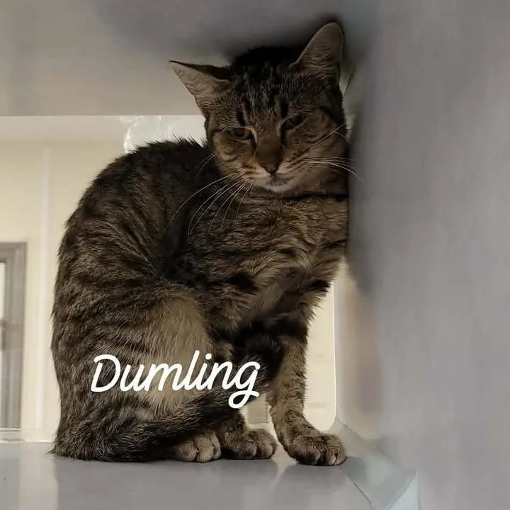 A baby small-sized female Brown / Chocolate Domestic Short Hair cat named Dumpling for adoption in Buchanan Dam, TX