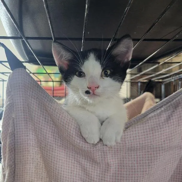 A young medium-sized male Black & White / Tuxedo Domestic Short Hair cat named Ramone for adoption in Blackfoot, ID