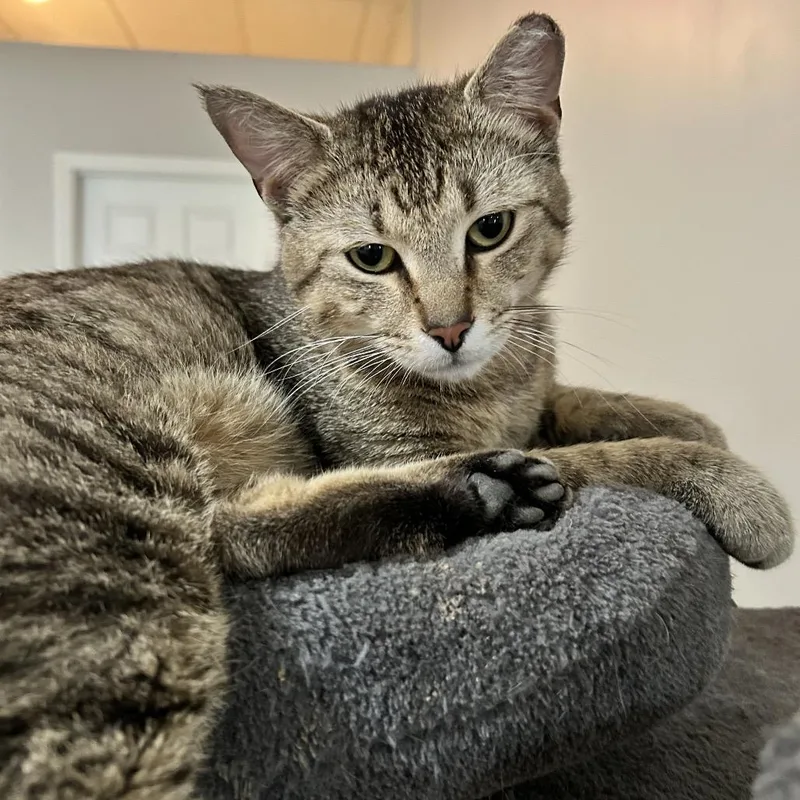 A young medium-sized male Brown / Chocolate Domestic Short Hair cat named Razzmatazz for adoption in Nashville, TN