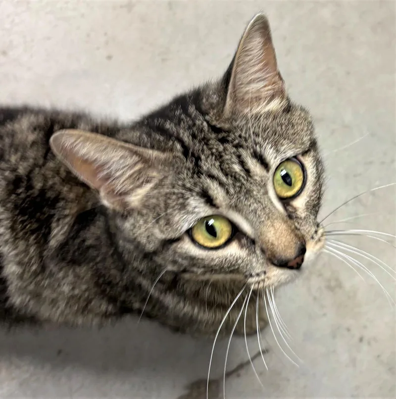 An adult medium-sized female Domestic Short Hair cat named Iris for adoption in Iowa City, IA