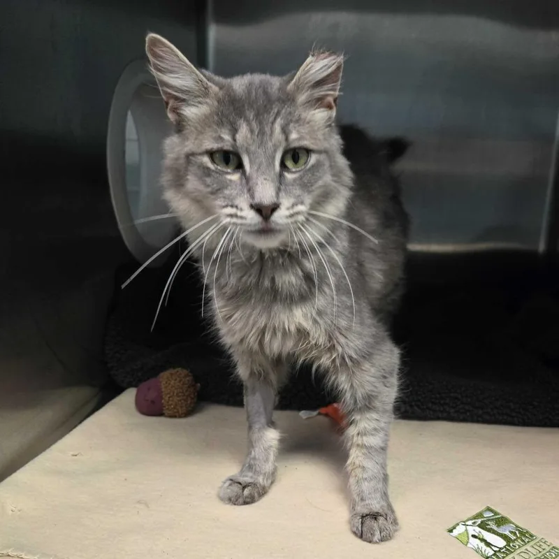 A young medium-sized female Gray / Blue / Silver Domestic Long Hair cat named Jacuzzi Josephine for adoption in Spruce Pine, NC