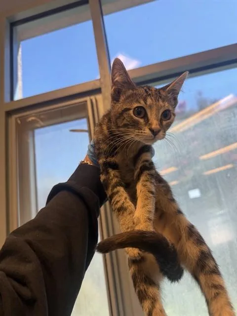 A baby small-sized female Domestic Short Hair cat named Avani for adoption in San Jose, CA