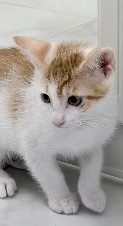 A baby small-sized male Domestic Short Hair cat named Westin for adoption in Venice, FL