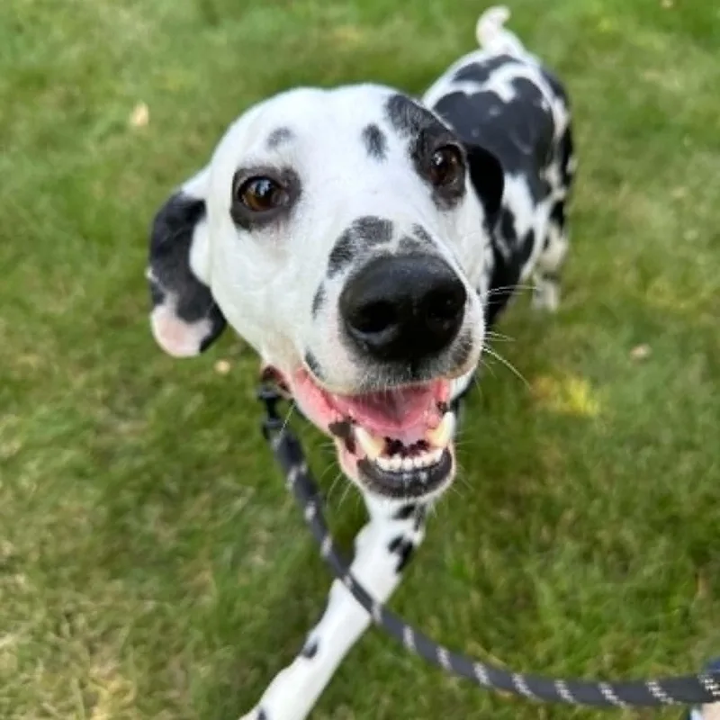 Domino