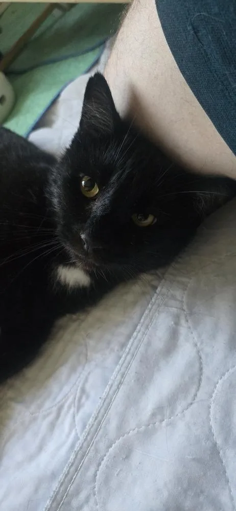 An adult medium-sized male Black Bombay cat named Derpy for adoption in Calimesa, CA