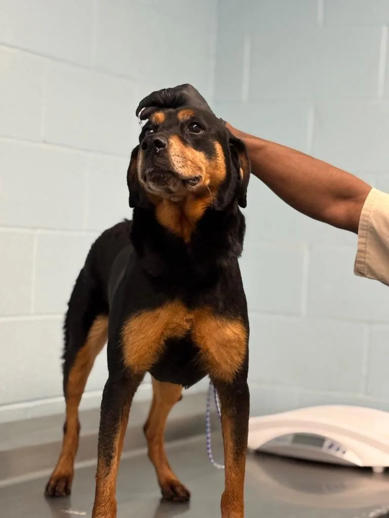 An adult medium-sized female Mixed Breed dog named Park for adoption in Effingham, SC