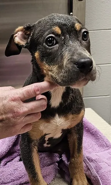 A baby medium-sized female Pit Bull Terrier dog named Jeri for adoption in Huntsville, AL