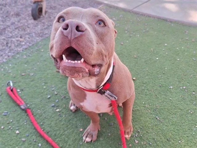 A young large-sized female Pit Bull Terrier dog named Marigold for adoption in Phoenix, AZ