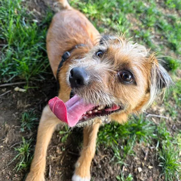 A young medium-sized male Terrier dog named Scruff for adoption in Des Moines, IA