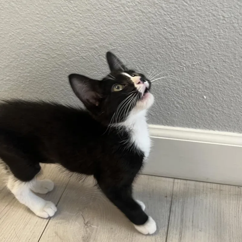 A baby small-sized female Black Domestic Short Hair cat named Monica Chino Hills for adoption in Chino Hills, CA