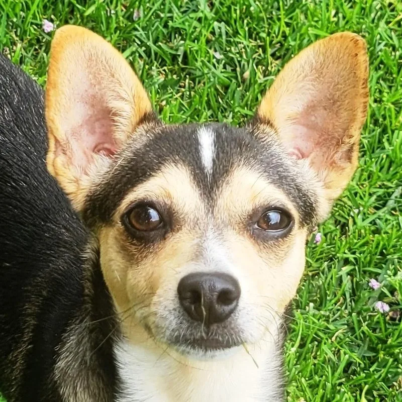A baby small-sized female Tricolor (Brown, Black, & White) Chiweenie dog named Gretel for adoption in Lodi, CA