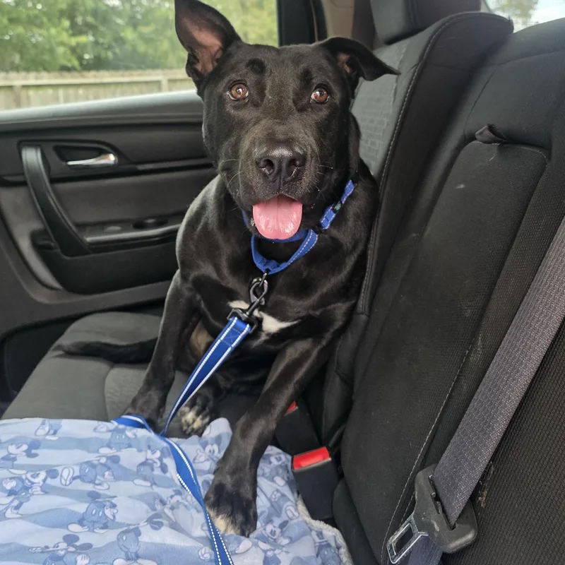 An adult medium-sized male Black Labrador Retriever dog named Pj for adoption in Magnolia, TX