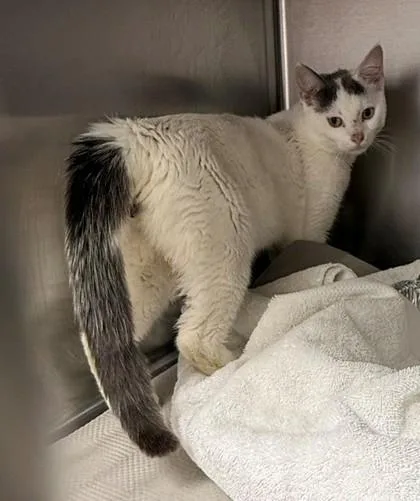 An adult small-sized male White Domestic Short Hair cat named Pitcher for adoption in Atlanta, GA