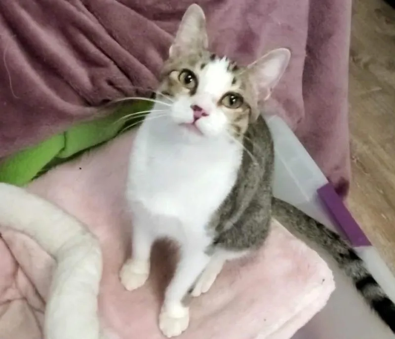 A young small-sized male Domestic Short Hair cat named Pete for adoption in Gorham, ME