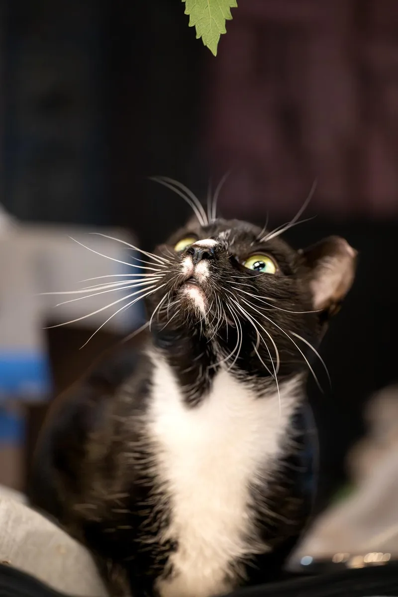 A young medium-sized female Black & White / Tuxedo Domestic Short Hair cat named Keira for adoption in Jersey City, NJ
