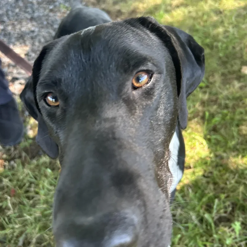 A young large-sized male Black German Shorthaired Pointer dog named Cruz for adoption in Pottsville, PA